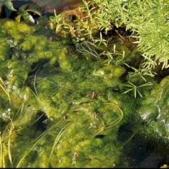 Oase Algo Universal 500ml 9 Oase Algo Universal 500ml -Bijzondere Tuin Verkoop oase algo universal 500ml 03