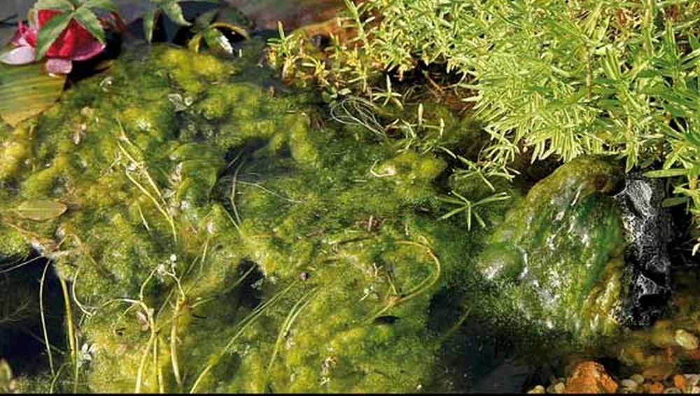 Oase Algo Universal 500ml 5 Oase Algo Universal 500ml - Afbeelding 5