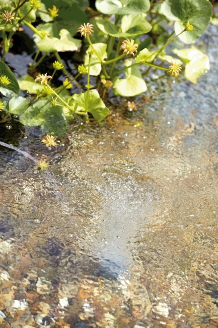 Oase Aquaoxy 1000 4 Oase Aquaoxy 1000 - Afbeelding 4