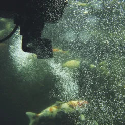 Oase Swimskim 50 6 Oase Swimskim 50 -Bijzondere Tuin Verkoop oase swimskim 50 04